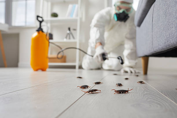 Affordable Cockroach Control solutions in Hawaiian Beaches, HI